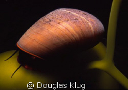 On the Kelp. A kelp snail cruises across a stalk of kelp.... by Douglas Klug 